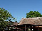 Třibřichy